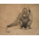 Wilhelm Kuhnert, attr., Orang-Utan