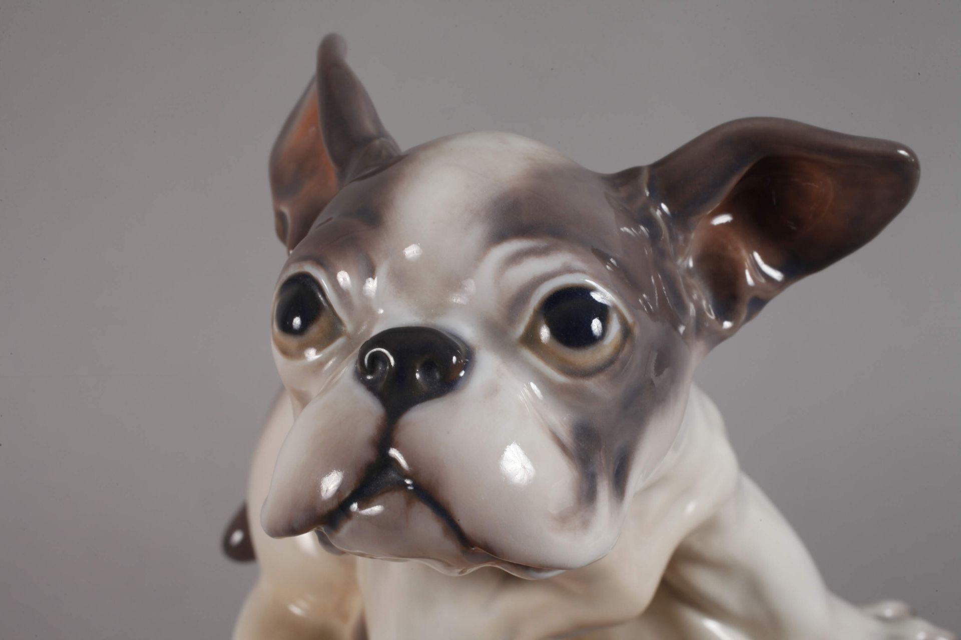 Copenhagen French Bulldog - Image 5 of 5
