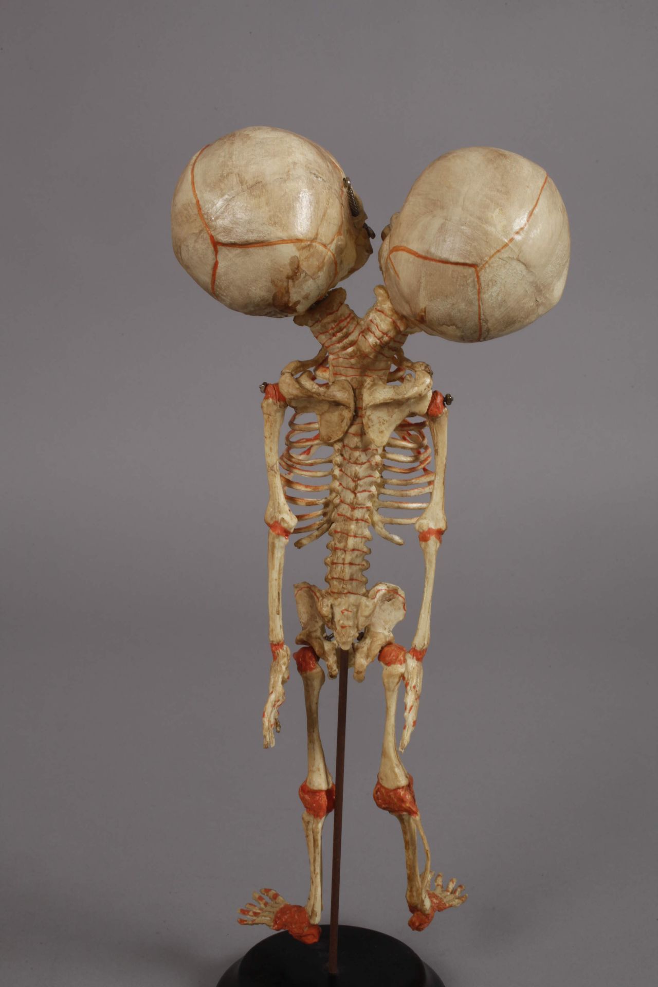 Zwei anatomische Modelle - Bild 5 aus 5