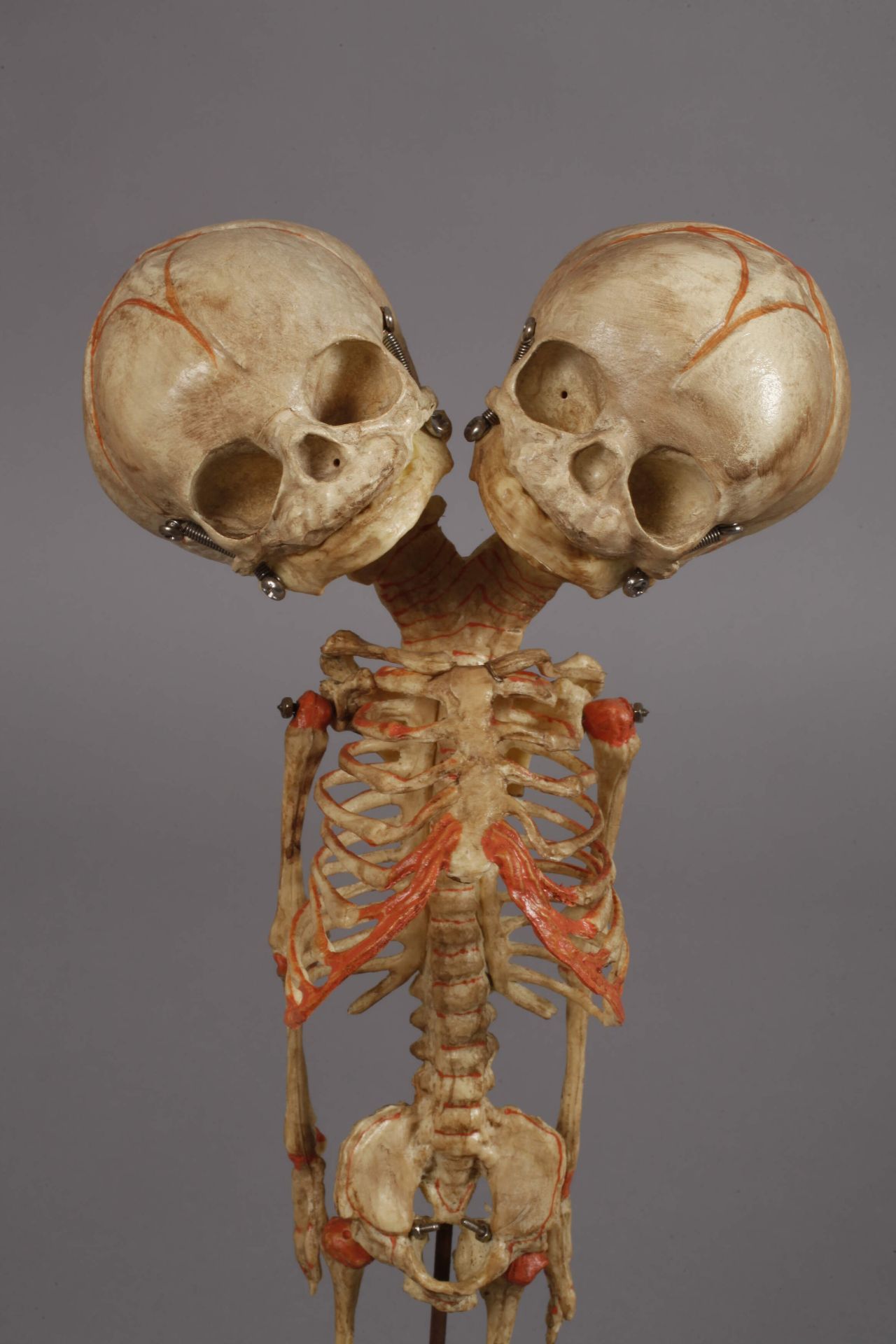 Zwei anatomische Modelle - Bild 4 aus 5