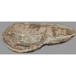 Fossil. Versteinerter Fisch. Wohl 45 Millionen Jahre alt.