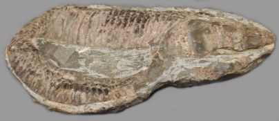 Fossil. Versteinerter Fisch. Wohl 45 Millionen Jahre alt.