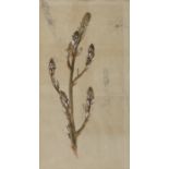 PENCIL WATERCOLOUR AND TEMPERA STUDY FOR EAR OF ASPHODEL BY DUILIO CAMBELLOTTI 1910/20
