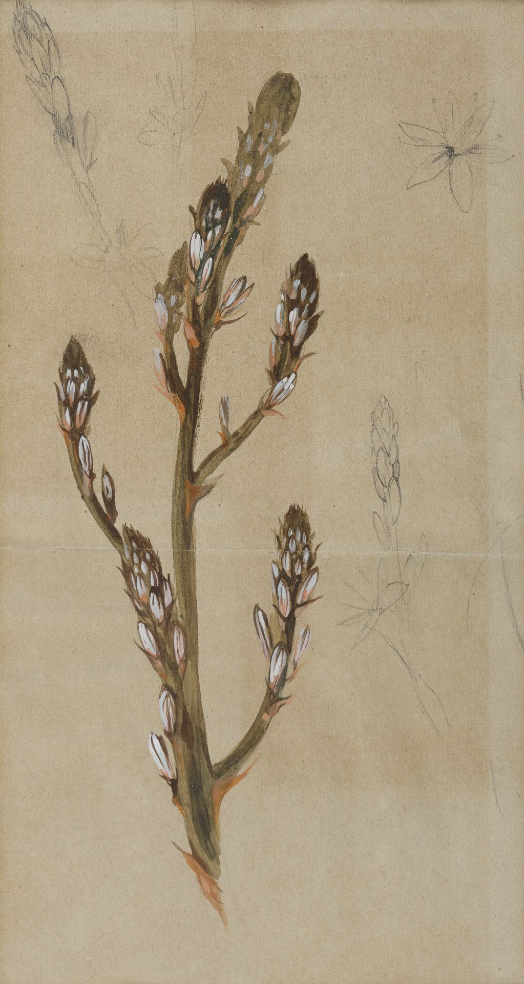 PENCIL WATERCOLOUR AND TEMPERA STUDY FOR EAR OF ASPHODEL BY DUILIO CAMBELLOTTI 1910/20