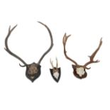 Three sets of mounted antlers, including two set of stag antlers and one roe deer. (3)
