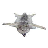 A Siberian Wolf skin rug, with head mount, mouth agape, limbs outstretched, backed onto green felt