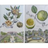 A group of pictures, including a pair of J. C. Volkamer citrus prints, blind stamped to margins,