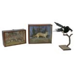 Three pieces of taxidermy, comprising a cased stoat, 44.5 by 16.5 by 34.5cm high a cased pheasant