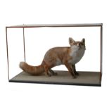 Taxidermy: an adult fox, with perspex case, 93 by 47.5 by 56.5cm high overall.