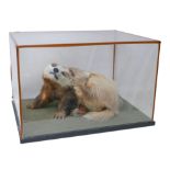 Taxidermy: an adult badger, with perspex case, 67 by 52 by 4cm high overall.