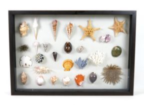 An interesting display of colourful shells, mounted in a display case, 80cm by 8cm by 55cm high.