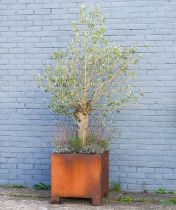 A CORTEN STEEL SQUARE JARDINIERE PLANTED WITH AN OLIVE TREE AND LAVENDER