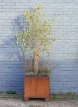 A CORTEN STEEL SQUARE JARDINIERE PLANTED WITH AN OLIVE TREE AND LAVENDER
