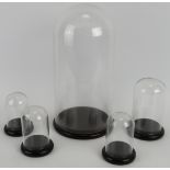 Five glass domes on turned wood bases. 1 x 30cm tall. 1 x 14cm tall. 3 x 11cm tall. (