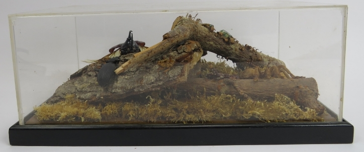 Taxidermy: Vintage group of insects and arachnid in naturalistic setting. Included are a stag Beatle