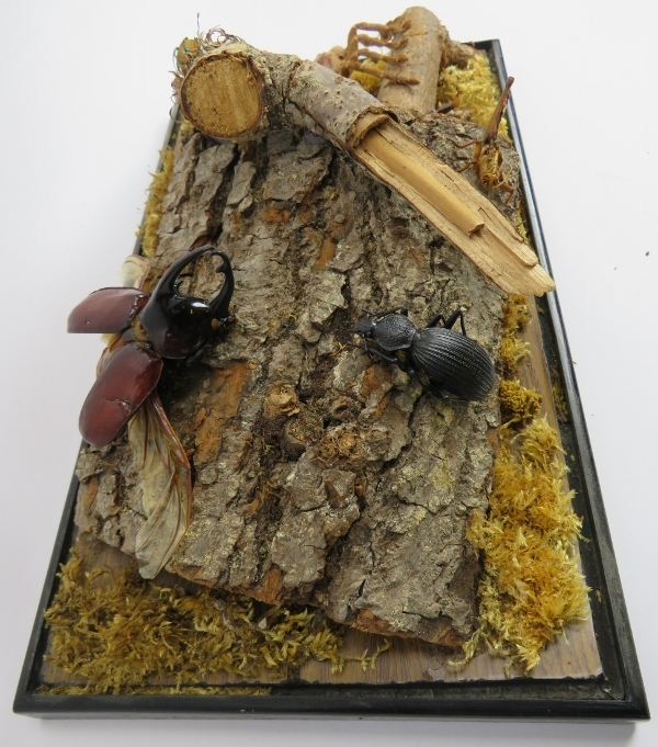 Taxidermy: Vintage group of insects and arachnid in naturalistic setting. Included are a stag Beatle - Image 4 of 4