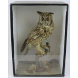 Taxidermy: A long-eared owl. Modelled in a naturalistic setting standing perched on a branch. Housed