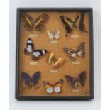 A collection of old butterflies. Framed and glazed. 11.8 in (30 cm) x 9.8 in (25 cm) Condition