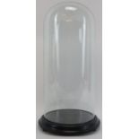 An antique glass display dome with ebony base. 16.3 in (41.5 cm) height, 8.5 in (21.5 cm)