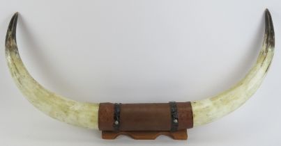 A large vintage pair of mounted buffalo cattle horns, 20th century. Presented on a leather and