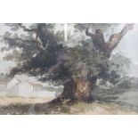 19th century European School, "Study of an Ancient Tree" watercolour painting, 25cm x 32cm, framed,