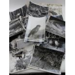 A quantity of Arthur Brook, Builth Wells, black and white wildlife photographs, unframed