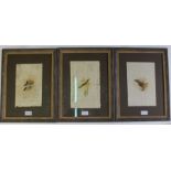 Three ornithological watercolour studies, 26cm x 16cm, on what appears to be painted on pages from a