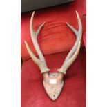 A pair of three pronged antlers on wooden backed part skull