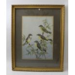 Neville William Cayley (Australian 1886-1950) three framed watercolour paintings of birds, 35cm x 25