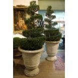 a large pair of mock concrete planters, with box topiary trees