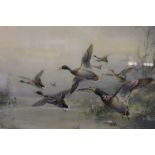 William E Powell (fl.1900-1928), Mallard Startled from the Water, watercolour, signed, 32.5cm x 50cm