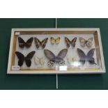 A wall mounted case of ten butterfly specimens