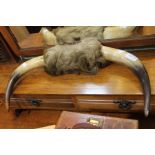 A pair of mounted bull horns