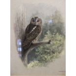 John Frank Haywood (1936-1991) - Study of a Tawny Owl perched on a dead branch, watercolour, signed,