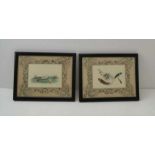 A pair of 19th century watercolours, one depicts shells, the other feathers, both 8cm x 12cm, ebonis