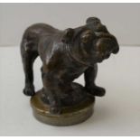 An early to mid 20th century cast metal bulldog car radiator cap mascot, 8cm