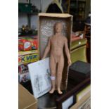 A human musculature and surface anatomy scale model