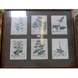 Six hand coloured late 18th century botanical studies mounted, framed and glazed as one