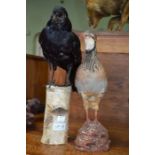 Two avian taxidermy specimens