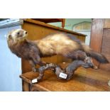 An open mounted taxidermy polecat on root wood wall hanging base