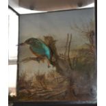 A taxidermy example of a Kingfisher cased together with an open mounted example