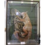 A taxidermy exampled of a red squirrel in a glass display case, the squirrel modelled on a log