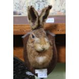 A taxidermy rabbits head on shield back, Mickleton 1966