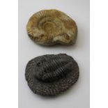 An ammonite 17cm x 15cm, together with a trilobite with stone surround, 15cm