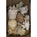 A box of decorative sea shells and coral