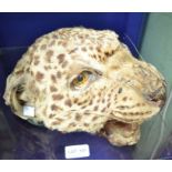 A taxidermy leopards head