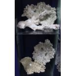 Four large pieces of coral