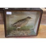 Early 20th century cased taxidermy specimen of a corncrake