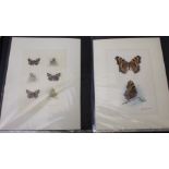 Donald Russwurm, a collection of 36 butterfly watercolour illustrations, signed ADA Russworm, in a p
