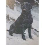 John Trickett, Black Labrador in the snow, Limited edition colour print, signed in pencil, No. 43 of